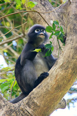 Spectacled langur sitting in a tree, Ang Thong National Marine P