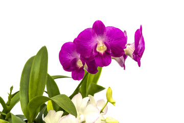 Fototapeta na wymiar Purple Orchid