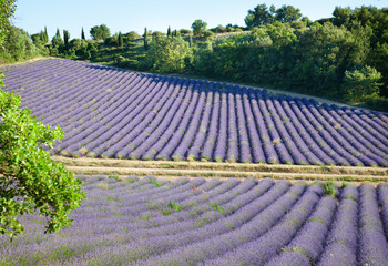 Beautiful lavender field in France