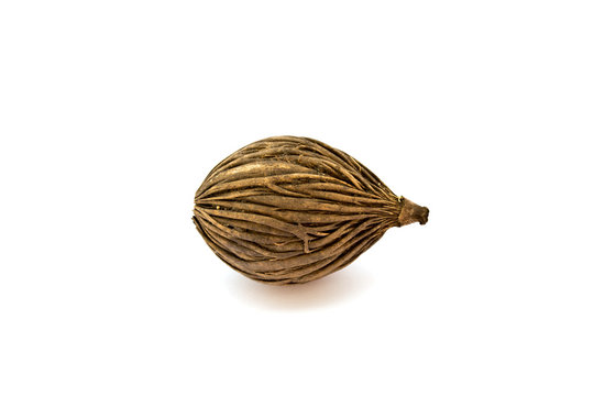 cerbera odollam's seed, Pong pong seed in white background
