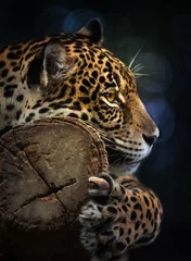 Fotobehang Panter Jaguar