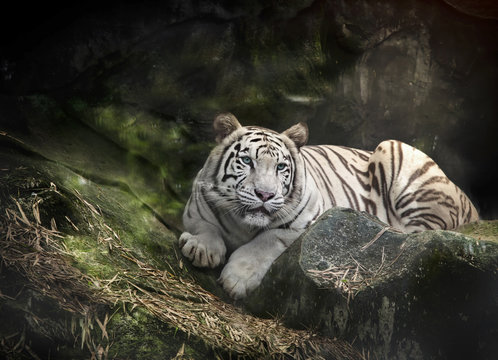 WHITE TIGER on a rock