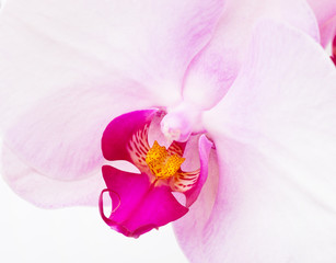 Orchid radiant flower texture