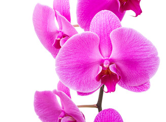 Orchid radiant flower close up