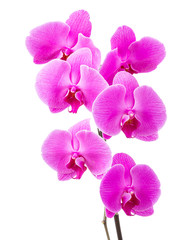 Obraz na płótnie Canvas Orchid radiant flower