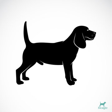 Vector image of an dog beagle