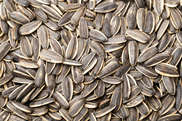 Sunflower seed