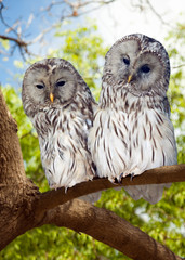 Grey Owls couple on tree © JackF