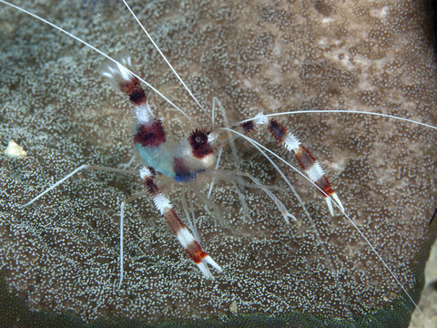 Banded boxer shrimp