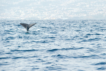 Fototapeta premium Sperm whale preparing for a deep dive