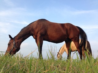 Fototapeta premium Horses