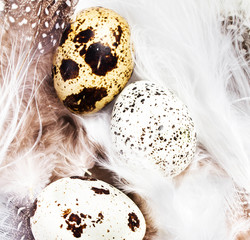 Beautiful Quail Eggs on  white feathers background, macro. HQ ph