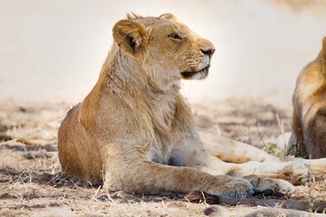 Naklejka na ściany i meble Lion pride rests in Africa