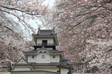 桜と掛川城