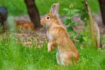 Rabbit in grass