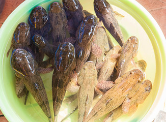 Fish Thailand.