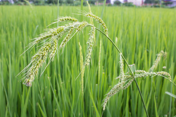 Closeup of Paddy rice in the field