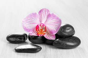 Fototapeta na wymiar Pink orchid on wooden background