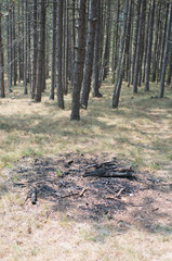 burned fire place in forest