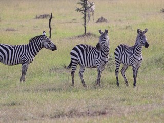 Fototapeta na wymiar Afrique zebry