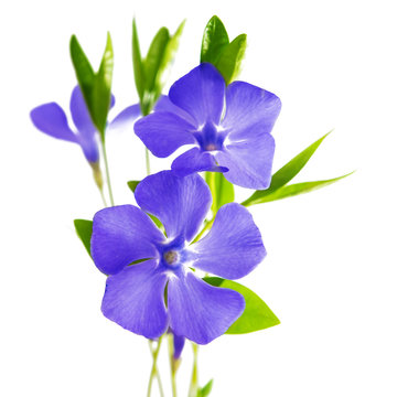 flower periwinkle
