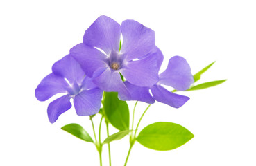 flower periwinkle