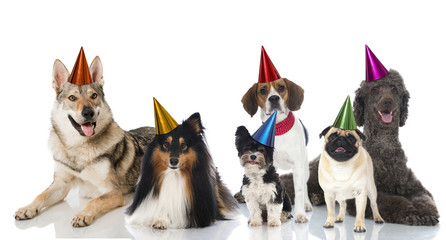 Hundeparty
