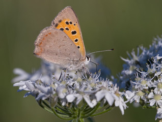 Kleiner Feuerfalter (Lycaena phlaeas)