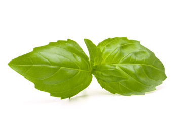 Fototapeta premium Sweet basil leaves