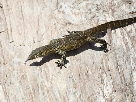 varan sauvage