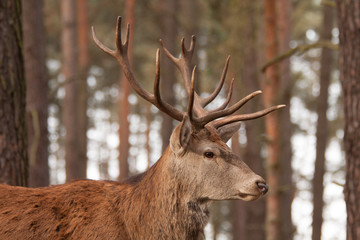 Fototapeta premium Hirsch