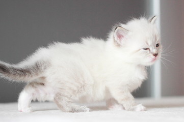 Obraz premium neva masquerade version of siberian puppy, at one month