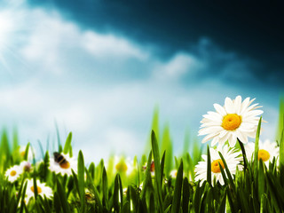 Fototapeta na wymiar Daisy flowers on the meadow, seasonal backgrounds for your desi