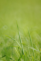 gras