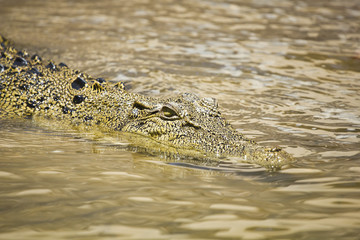 Crocodile swimming