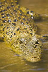 Crocodile swimming