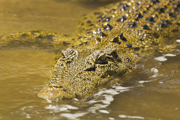 Crocodile swimming