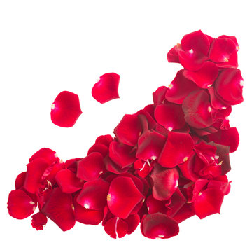 pile  of  crimson rose petals