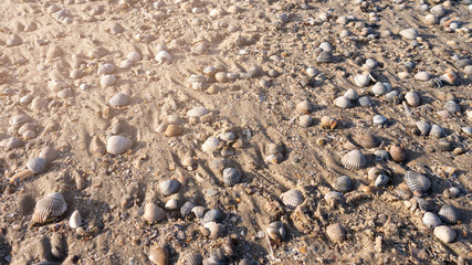 muscheln am strand © sp4764
