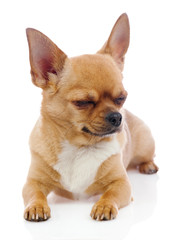 Red chihuahua dog with closed eyes isolated on white background.