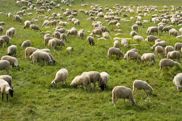 Fototapeta premium Schafherde, Flock of sheep