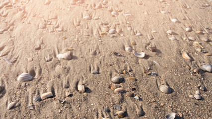 muscheln am strand hintergrund