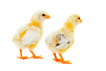 Two chicks