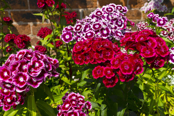 Sweet Williams are a hardy biennial flowers in a garden.
