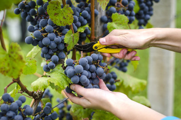 Grape harvesting