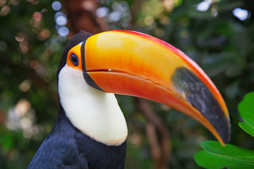 Fototapeta premium Kolorowy tucan