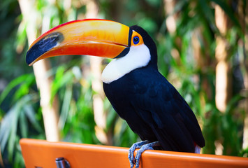 Colorful tucan