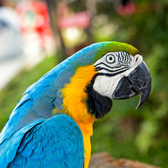 Macaw parrot © Mikhail Svetlyshev