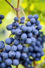 Blue grapes cluster