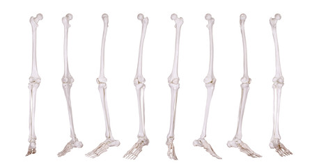 detail of skeleton leg